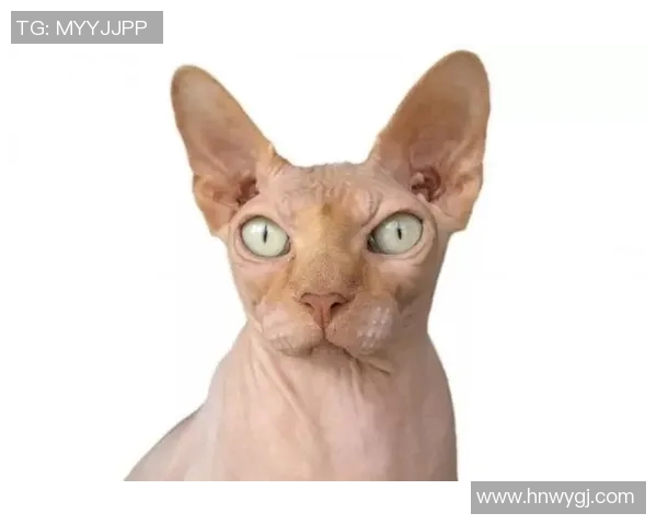 足球明星超萌头像男生精选可爱风格展现个性魅力与青春活力